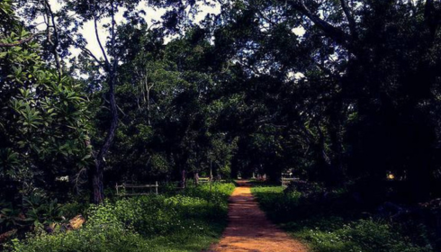 A Complete Guide to Opportunities in Van Vibhag