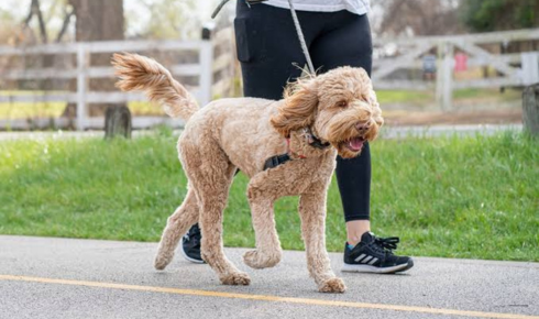 Puppy Leash Training: A Complete Guide